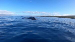 Dolphins & Whales, Private Tour Snorkeling - Crystal Rock and the Natural Aquarium Snorkel