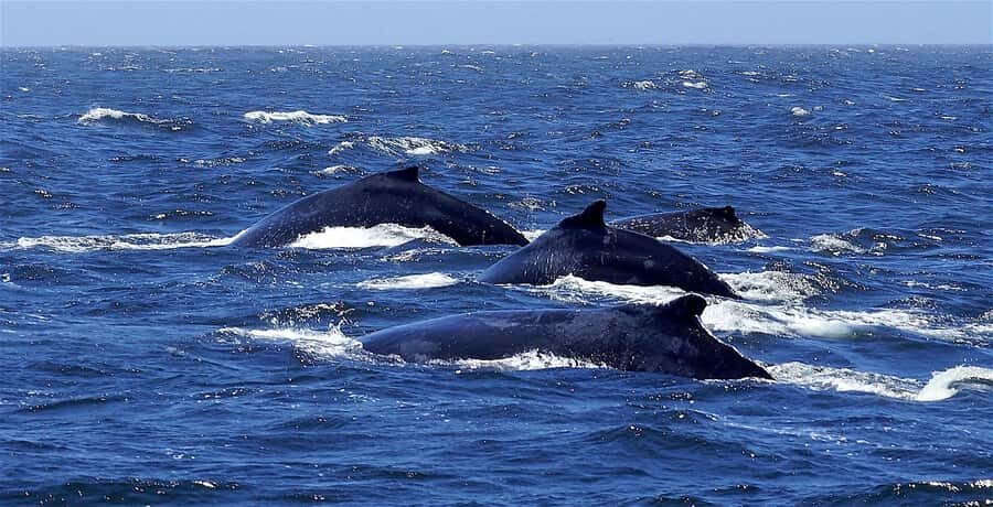 Dolphins & Whales, Private Tour Snorkeling - What the 4 Hours Feel Like: Pace, Sea Time, and Comfort