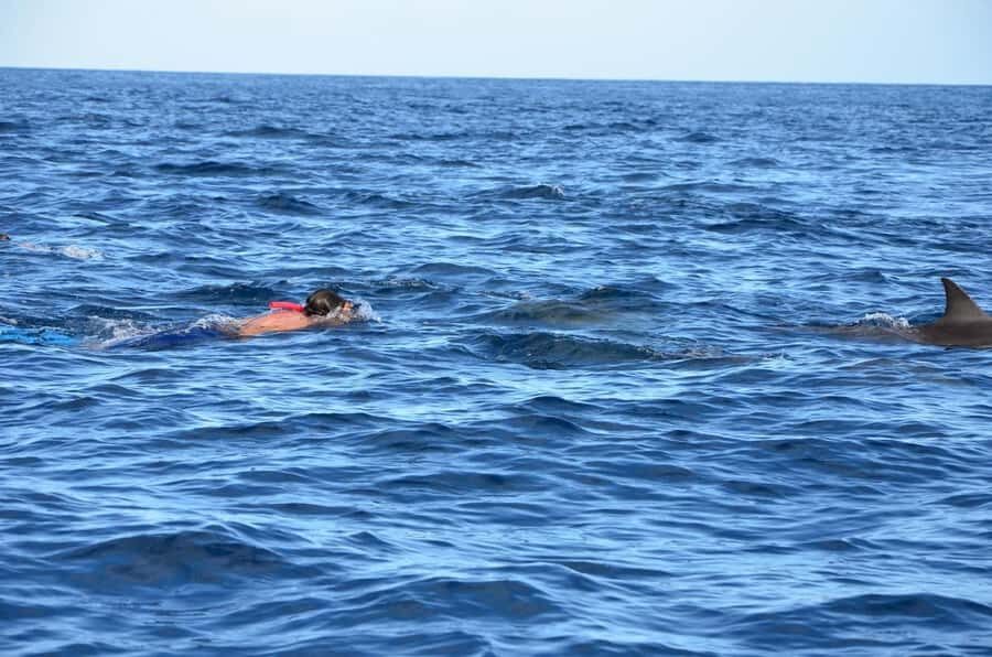 Dolphins & Whales, Private Tour Snorkeling - Common Mix-ups to Watch For (and How to Avoid Them)