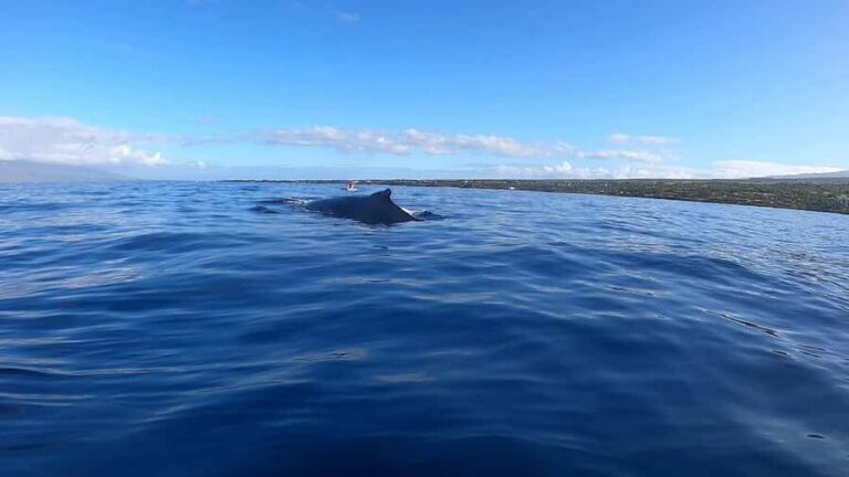 Dolphins & Whales, Private Tour Snorkeling - Crystal Rock and the Natural Aquarium Snorkel