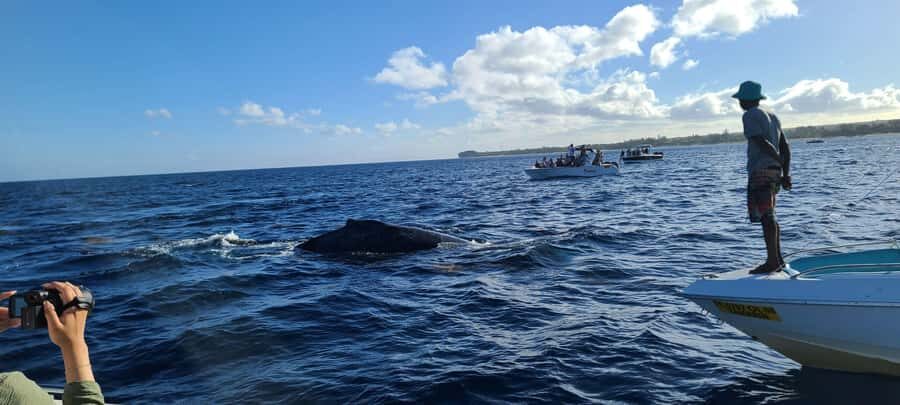 Dolphins & Whales, Private Tour Snorkeling - Who This Tour Suits Best in Mauritius