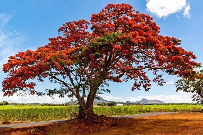 East of Mauritius: Full Day Scenic Tour with Lunch & Glass Bottom - Beau Vallon and Mahebourg’s bazarre: shopping that doesn’t feel like a detour