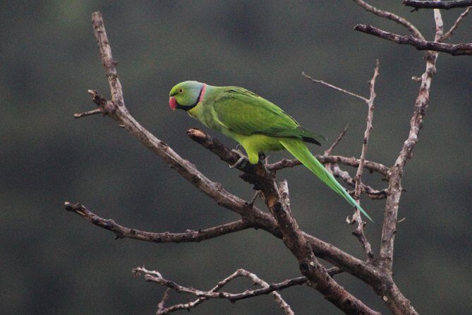 Ebony Forest Reserve Chamarel: Endemic Birdwatching Guided Tour - Price, Group Size, and What You Actually Get for $60.58