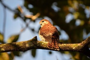 Ebony Forest Reserve Chamarel: Endemic Birdwatching Guided Tour - Meet at 9:00 am and Plan Your Fitness for the Route