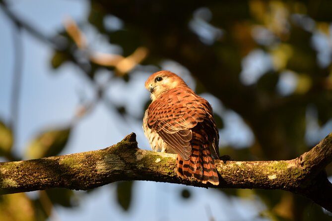 Ebony Forest Reserve Chamarel: Endemic Birdwatching Guided Tour - Meet at 9:00 am and Plan Your Fitness for the Route
