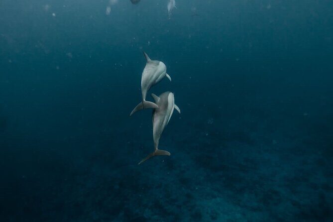 Eco-friendly Dolphin Watching Tour in Mauritius - Key things that make this tour worth your time