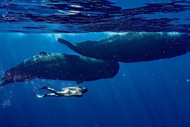 Eco-friendly Dolphin Watching Tour in Mauritius - Le Morne launch point: private group time for up to 4