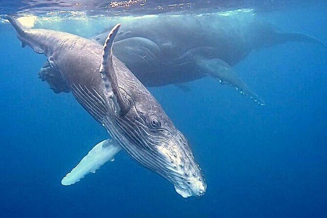 Eco-friendly Dolphin Watching Tour in Mauritius - Breakfast on board, plus an Ile aux Benitiers day flavor