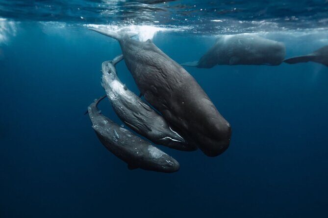Eco-friendly Dolphin Watching Tour in Mauritius - Price and value: $471.21 per group, and what you’re really buying