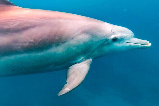 Eco-friendly Dolphin Watching Tour in Mauritius - Should you book this eco-friendly dolphin tour in Mauritius?