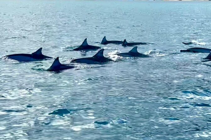 Exciting Dolphin encounters in the Maurtius's lagoon - Price and value for a $58 dolphin-and-snorkel session