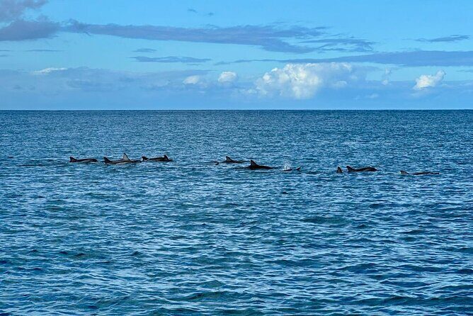 Exciting Dolphin encounters in the Maurtius's lagoon - Who should book this Mauritius dolphin encounter (and who should skip)