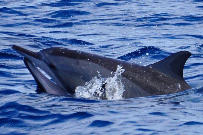 Exclusive Dolphins Encounter - Key things that make this dolphin encounter work