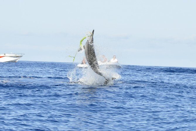 Exclusive Dolphins Encounter - Your 2.5-hour dolphin outing: what the schedule really means