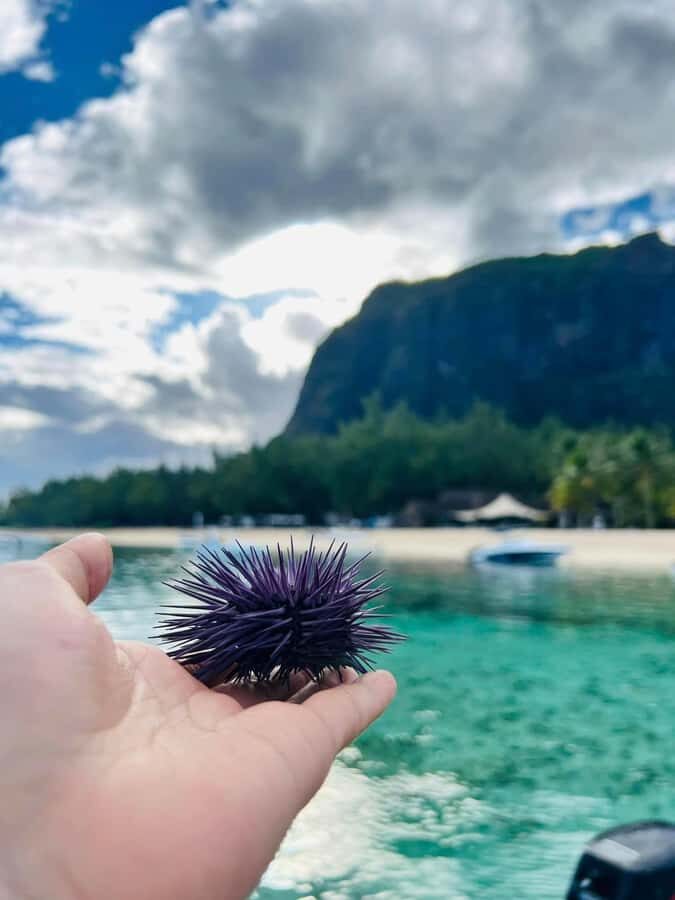 Exclusive:full-day/Dolphins watch& swimming Crystal Rock+Bbq - Île Bénitiers: sea urchins, oysters, and a serious seafood lunch
