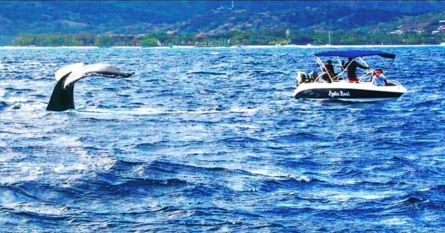 Exclusive:full-day/Dolphins watch& swimming Crystal Rock+Bbq - Should you book Lydia Boat Mauritius for this dolphin and seafood day?