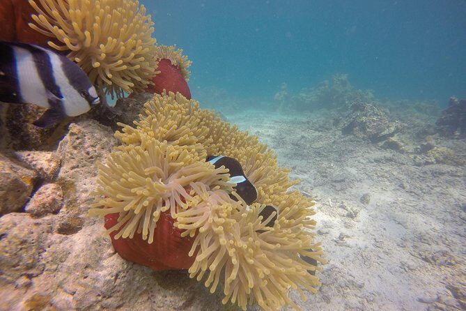 Exploration dives - Sea conditions and visibility: the real Mauritius reality