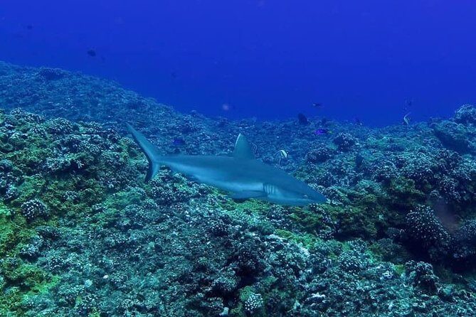 Exploration dives - Gear, briefing, and what you should ask before booking