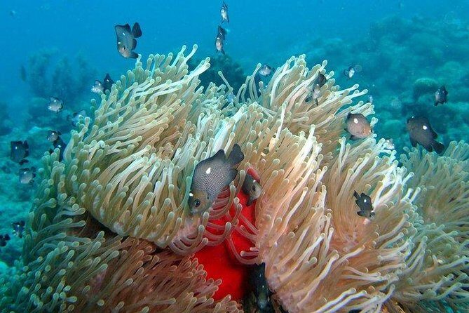 Exploration dives for experienced divers - 8am Check-in at Veranda Tamarin: Forms, medical readiness, and gear