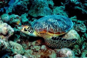 Exploration dives for experienced divers - The briefing you actually need before the water