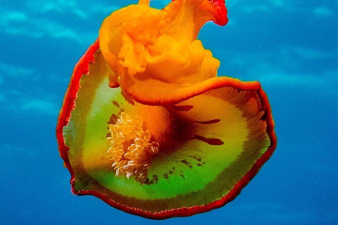 Exploration dives for experienced divers - A quick boat ride from Tamarin to your underwater spot