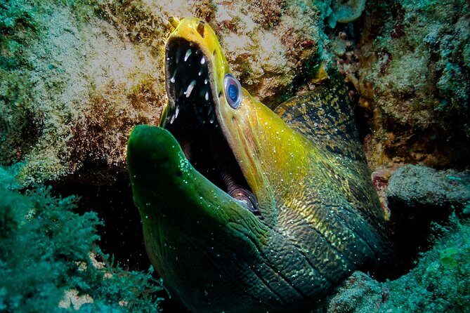 Exploration dives for experienced divers - Guides Olivier and Jeff, plus Jess: the human side of the operation