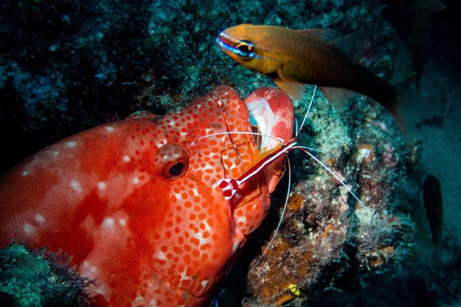 Exploration dives for experienced divers - Underwater life + quality control: why this is good value at $63.97