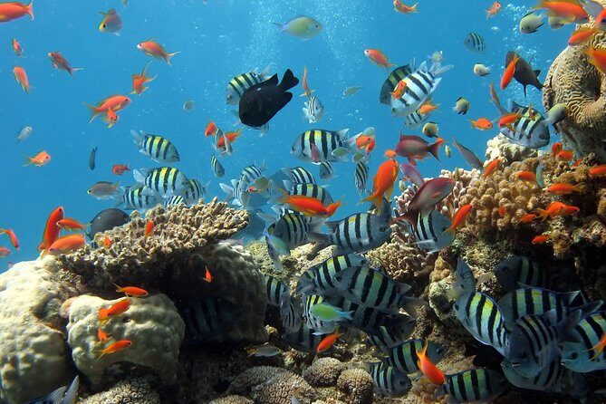 Exploring the Magnificent East of Mauritius: Full-day incl Blue Bay Marine Park - Blue Bay Marine Park: the snorkeling that makes the whole tour worth it