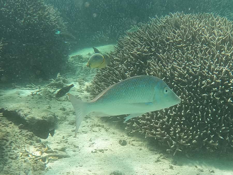 From Blue Bay: Ile aux Cerfs Speedboat Excursion with BBQ - Ile aux Aigrettes: Final Snorkel Stop Before Back to Blue Bay