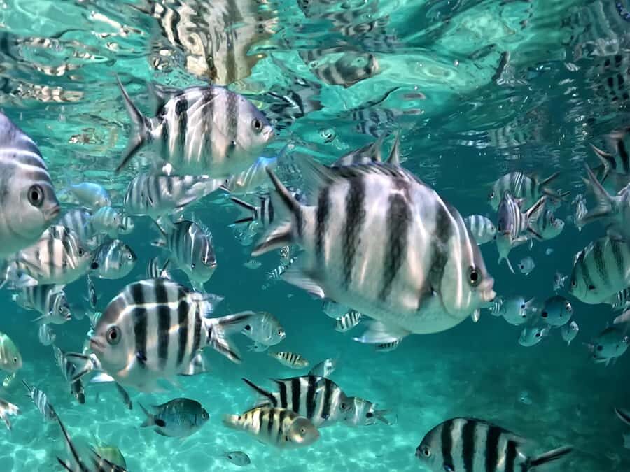 From Blue Bay: Ile aux Cerfs Speedboat Excursion with BBQ - On-Board Details That Can Make or Break the Day
