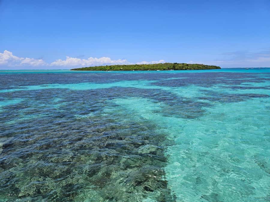 FULL-DAY CATASPEED - East Lagoon cruise including transfer. - Dolphins, monkeys, and the skipper vibe: the day can turn into wildlife drama