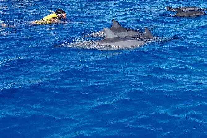 Full-Day Dolphin Watching Cruise in Mauritius - Getting on the boat: hotel pickup and the Black River departure