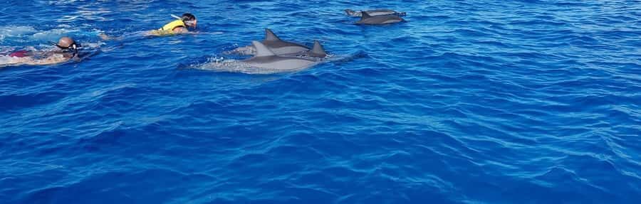 Full Day Dolphins Watching Ile aux Benitiers & Crystal Rock - Key things to know before you book