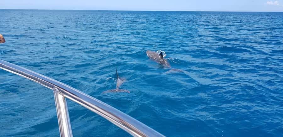 Full Day Dolphins Watching Ile aux Benitiers & Crystal Rock - Tamarin Bay dolphin time: the good, and the caution