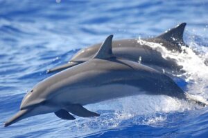 Full day Shared Speedboat Tour - South West Lagoon Dolphin Swim - South-West Lagoon dolphin swim: the best part, with real-world limits