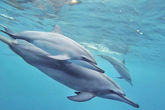 Full day Shared Speedboat Tour - South West Lagoon Dolphin Swim - Speedboat logistics: sharing the day and staying comfortable