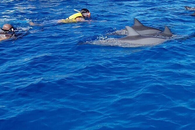 Full-Day Swimming with Dolphins and Casela Nature Park Tour in Mauritius - Getting There: Hotel Pickup and the Real Timing of the Day