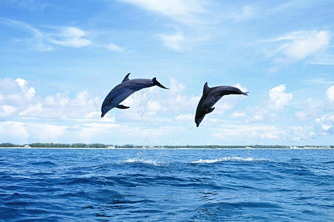 Full-Day Swimming with Dolphins and Casela Nature Park Tour in Mauritius - Price and Value: Where the $101.01 Really Lands