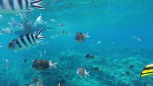 Grand Baie: Catamaran 3 Islands Cruise & Lunch on the Island - Meeting in Grand Baie: Find Them Fast and Start With the Right Gear