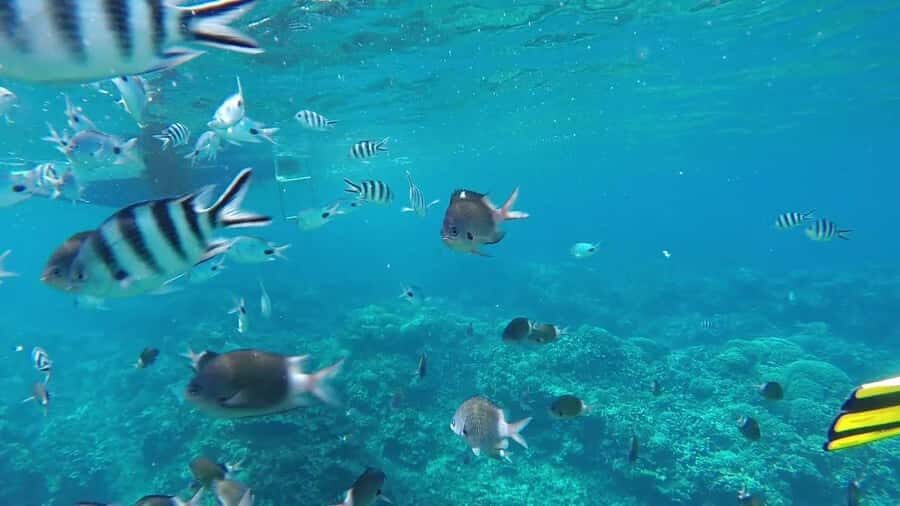 Grand Bay: Catamaran Cruise to Flat Island with BBQ Lunch - Grand Baie to Île Plate: a 7-hour North Coast Escape
