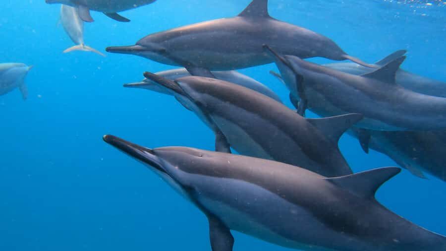Grande Riviere Noire: Boat Tour and Swimming with Dolphins - Key highlights at a glance