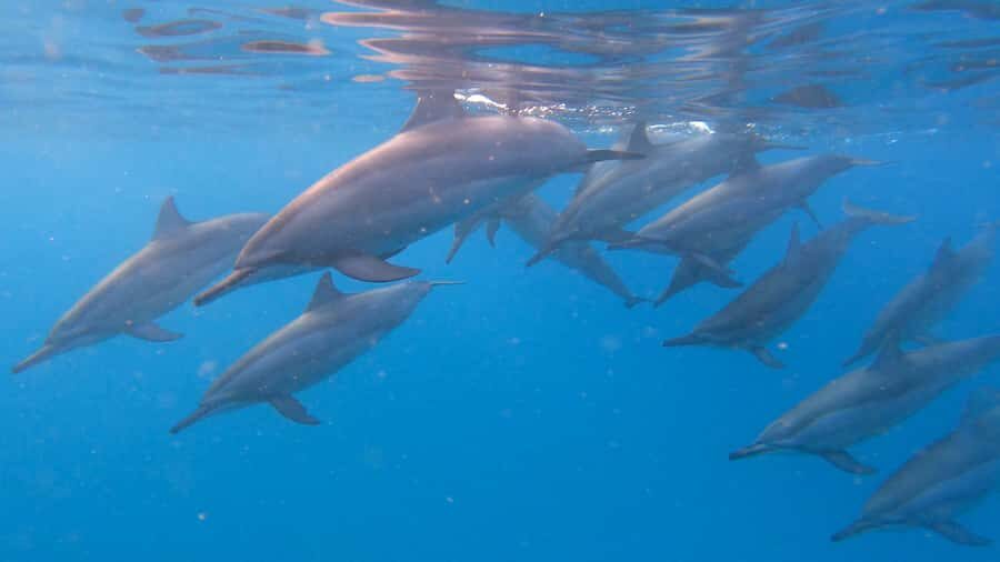 Grande Riviere Noire: Boat Tour and Swimming with Dolphins - Sunrise and the west coast: why this dolphin tour feels different