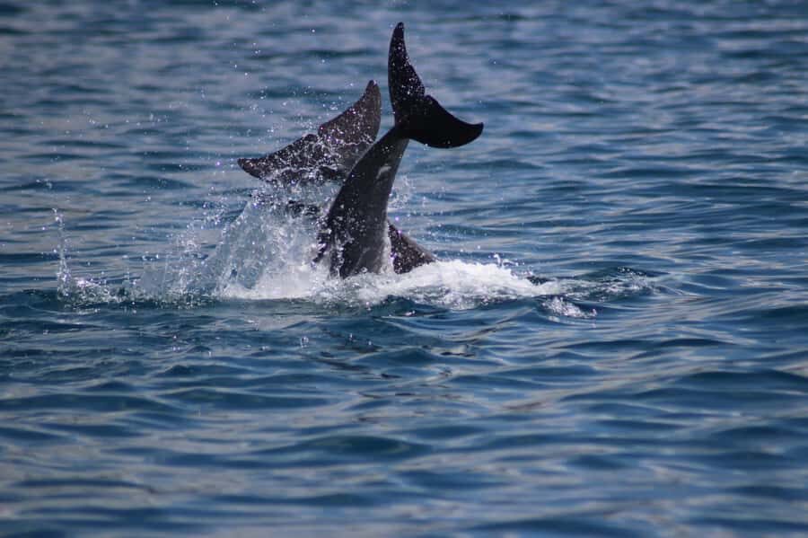 Grande Riviere Noire: Boat Tour and Swimming with Dolphins - What a 2-hour dolphin swim day actually looks like