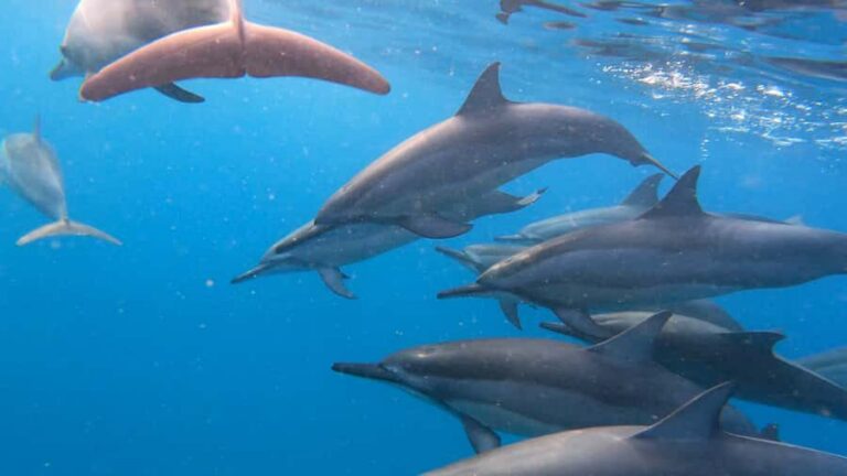 Grande Riviere Noire: Boat Tour and Swimming with Dolphins - The boat and crew: brand-new, safety-first energy