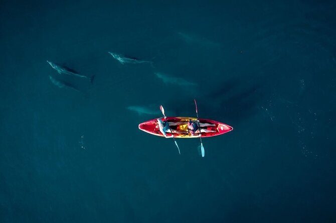 Guided Kayak 2-Hour Activity with Dolphins - Key highlights before you go