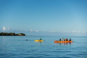 Guided Kayak 2-Hour Activity with Dolphins - From paddling to dolphin watching: what you’re really doing