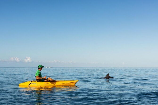 Guided Kayak 2-Hour Activity with Dolphins - The 2-hour rhythm: what happens during the morning paddle