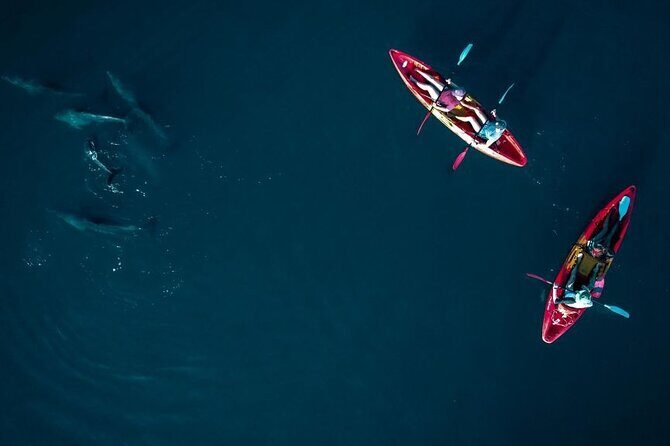 Guided Kayak 2-Hour Activity with Dolphins - Price and value: is $58.16 worth it?