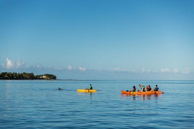 Guided Kayak 2-Hour Activity with Dolphins - From paddling to dolphin watching: what you’re really doing