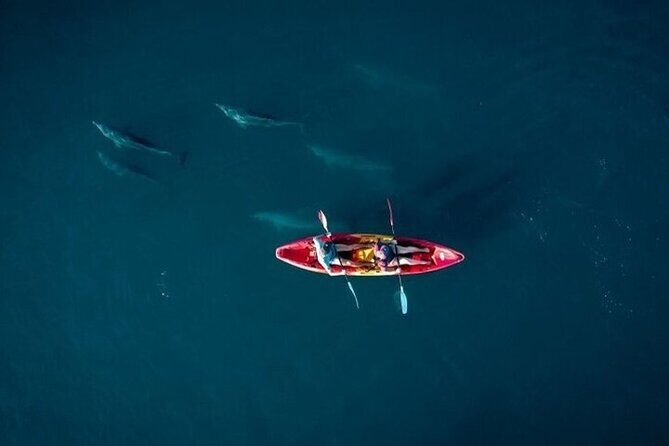 Guided Kayak 2 Hours Activity with Dolphins - Key highlights before you go